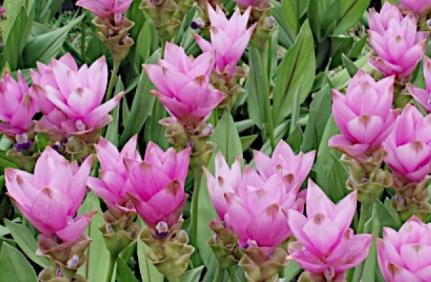 La Curcuma in ambito medico