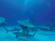 Venti squali per amici